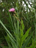 Cirsium monspessulanum