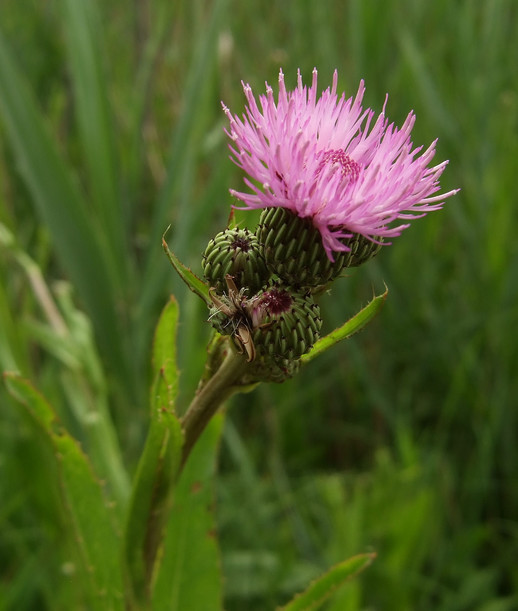 Cirsium monspessulanum