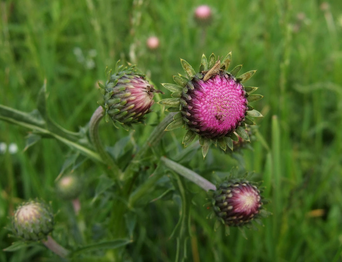 Carduus defloratus