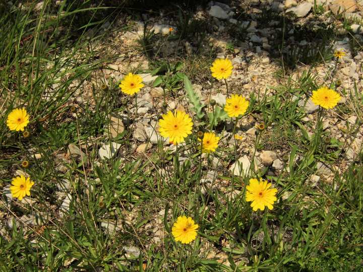 Tolpis staticifolia