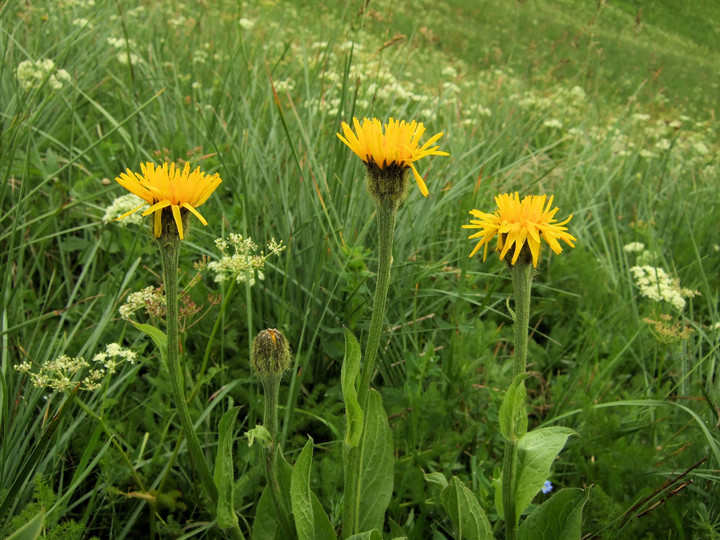 Crepis pontana