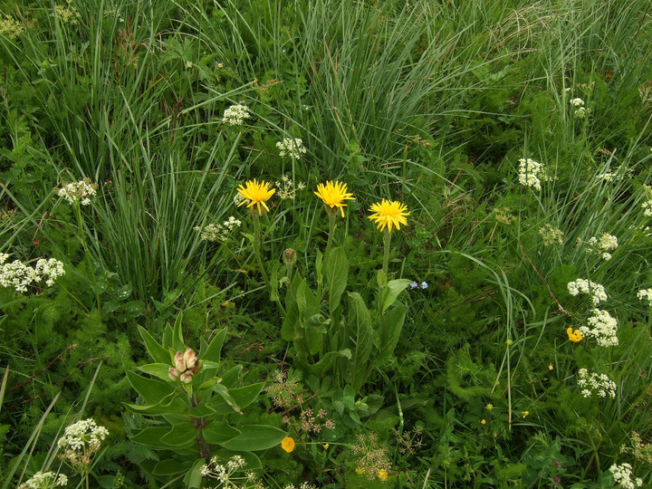 Crepis pontana