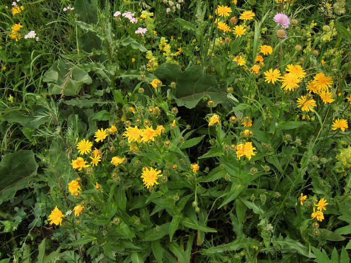 Crepis blattarioides