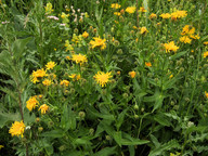 Crepis blattarioides