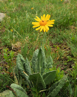 Senecio doronicum