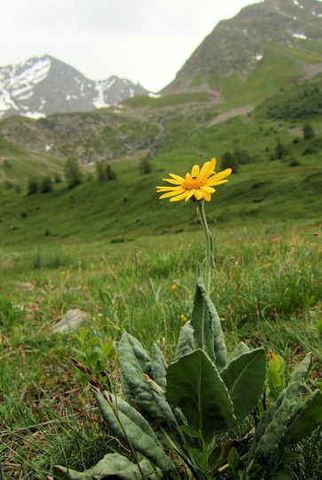 Senecio doronicum