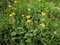 Senecio doronicum