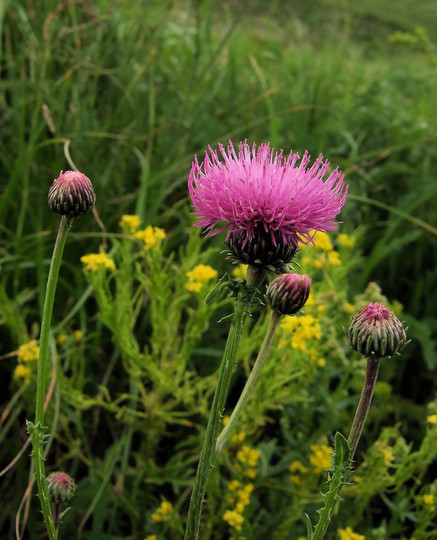 Carduus defloratus