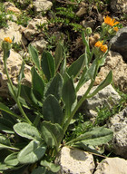 Senecio doronicum