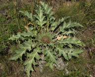 Carlina acanthifolia