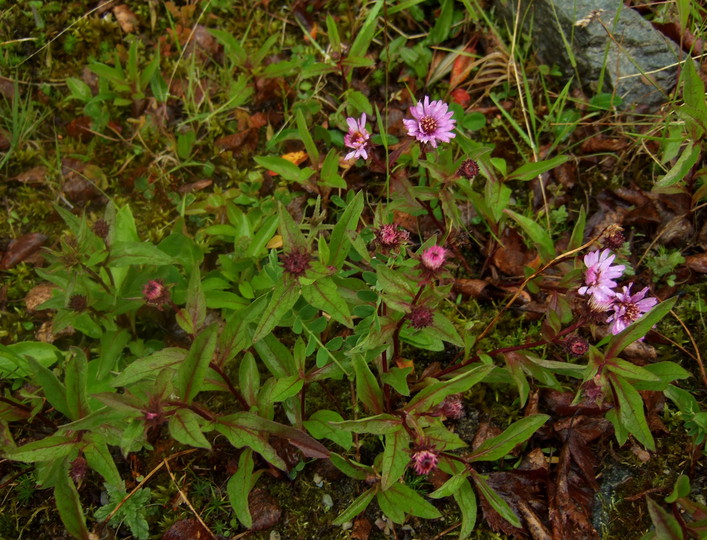 Eurybia sibirica