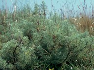 Artemisia alba