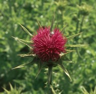 Silybum marianum