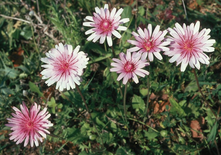 Crepis rubra