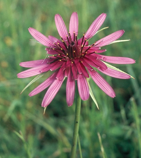 Tragopogon sinuatus