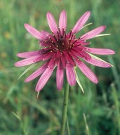 Tragopogon sinuatus