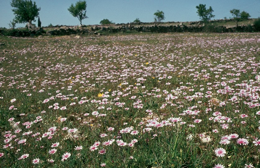 Crepis rubra