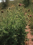 Silybum marianum