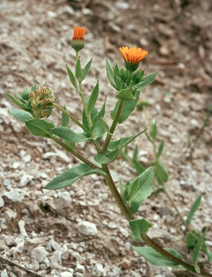 Calendula arvensis