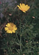 Chrysanthemum coronarium