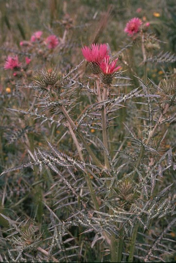 Galactites tomentosa