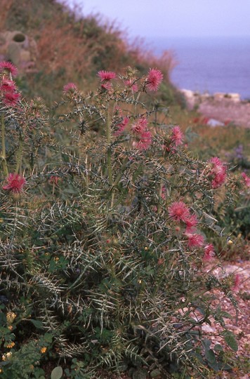 Galactites tomentosa