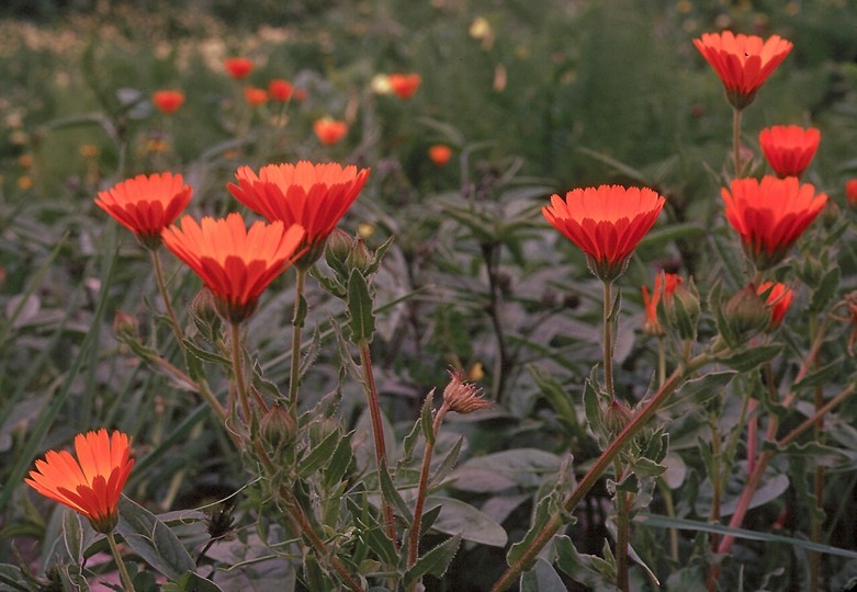 Calendula officinalis