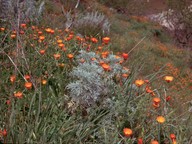 Calendula officinalis