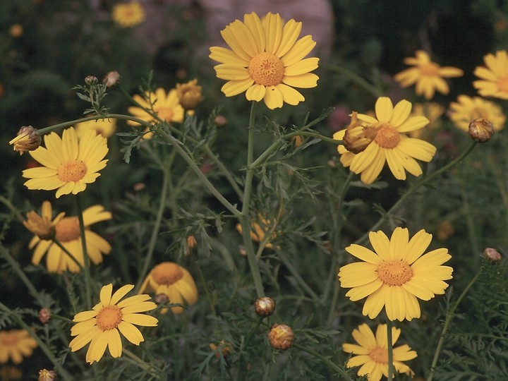 Chrysanthemum coronarium