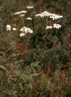 Tanacetum corymbosum