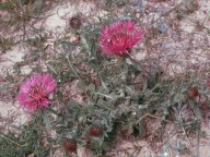 Centaurea polyacantha