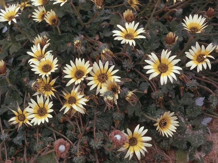 Arctotheca calendula