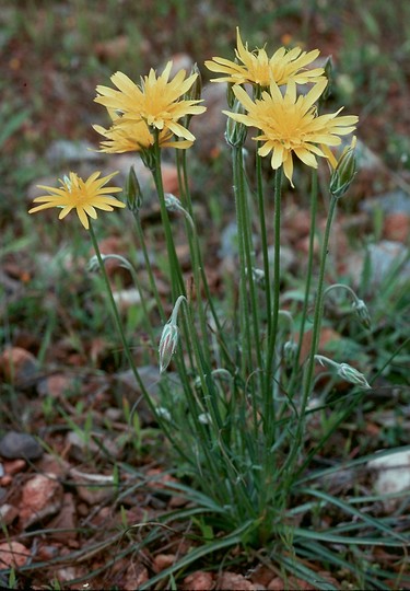 Scorzonera cretica