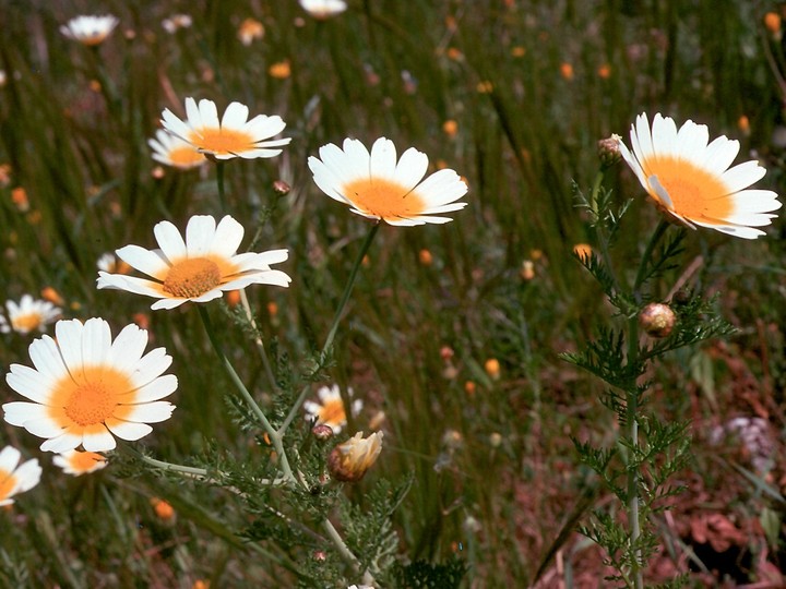 Chrysanthemum coronarium var. discolor