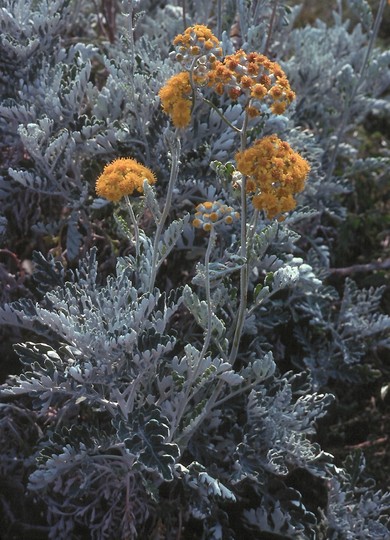 Senecio cineraria