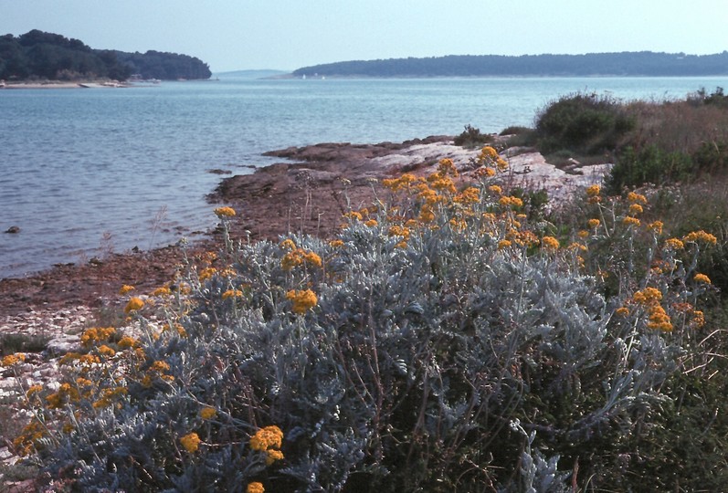 Senecio cineraria