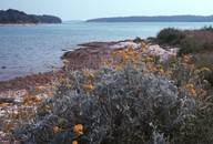 Senecio cineraria