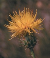 Centaurea rupestris