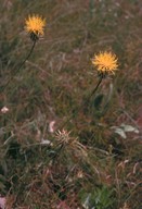 Centaurea rupestris