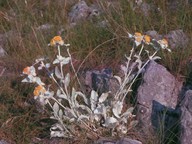 Inula candida