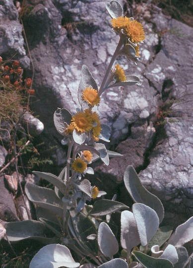 Inula candida