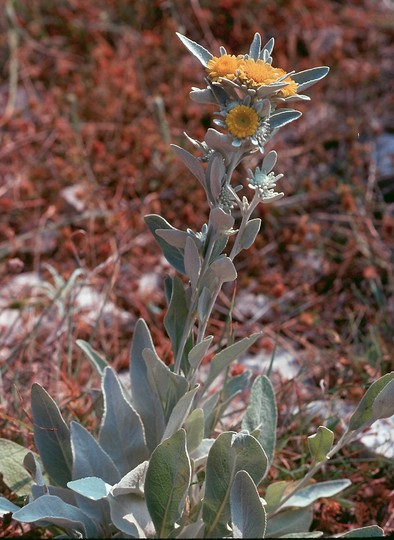 Inula candida