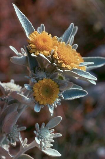 Inula candida