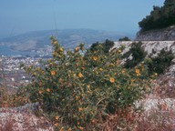 Scolymus hispanicus