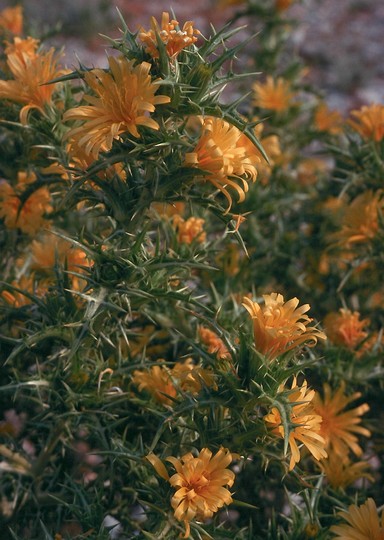 Scolymus hispanicus