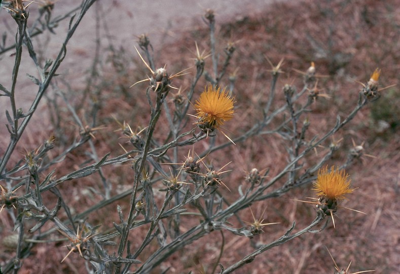 Centaurea solstitialis