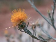 Centaurea solstitialis