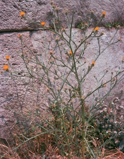 Centaurea solstitialis