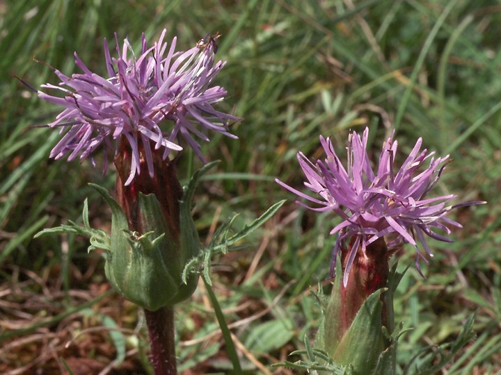 Carduncellus mitissimus