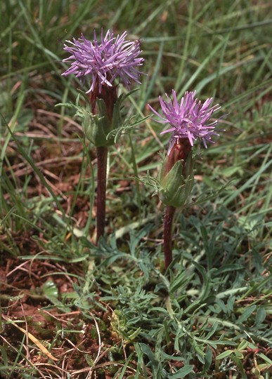 Carduncellus mitissimus